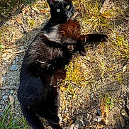 Zoomy Puggles is registered to the contest to win money with this photo: black_cat, cat, animal, pet, outdoor, grass, dry_leaves, sunlight, nature, green_eyes, fur, relaxed, alert, wildlife, mammal, daylight, ground, laying, closeup, whiskers