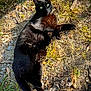black_cat, cat, animal, pet, outdoor, grass, dry_leaves, sunlight, nature, green_eyes, fur, relaxed, alert, wildlife, mammal, daylight, ground, laying, closeup, whiskers
