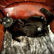 Zoomy Earl Puggles joined the competition — help win amazing prizes! animal, black_cat, blanket, cat, cozy, domestic_animal, feline, fur, home, indoor, leather_chair, looking_at_camera, paws, pet, relaxed, resting, soft_texture, tail, whiskers, wide_eyes