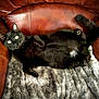 animal, black_cat, blanket, cat, cozy, domestic_animal, feline, fur, home, indoor, leather_chair, looking_at_camera, paws, pet, relaxed, resting, soft_texture, tail, whiskers, wide_eyes