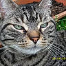 Gandalph participe au concours pour gagner de l'argent avec cette photo :