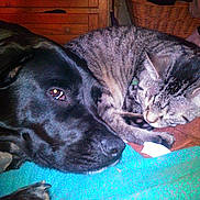Gandalph participe au concours pour gagner de l'argent avec cette photo :