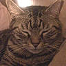 Gandalph participe au concours pour gagner de l'argent avec cette photo :