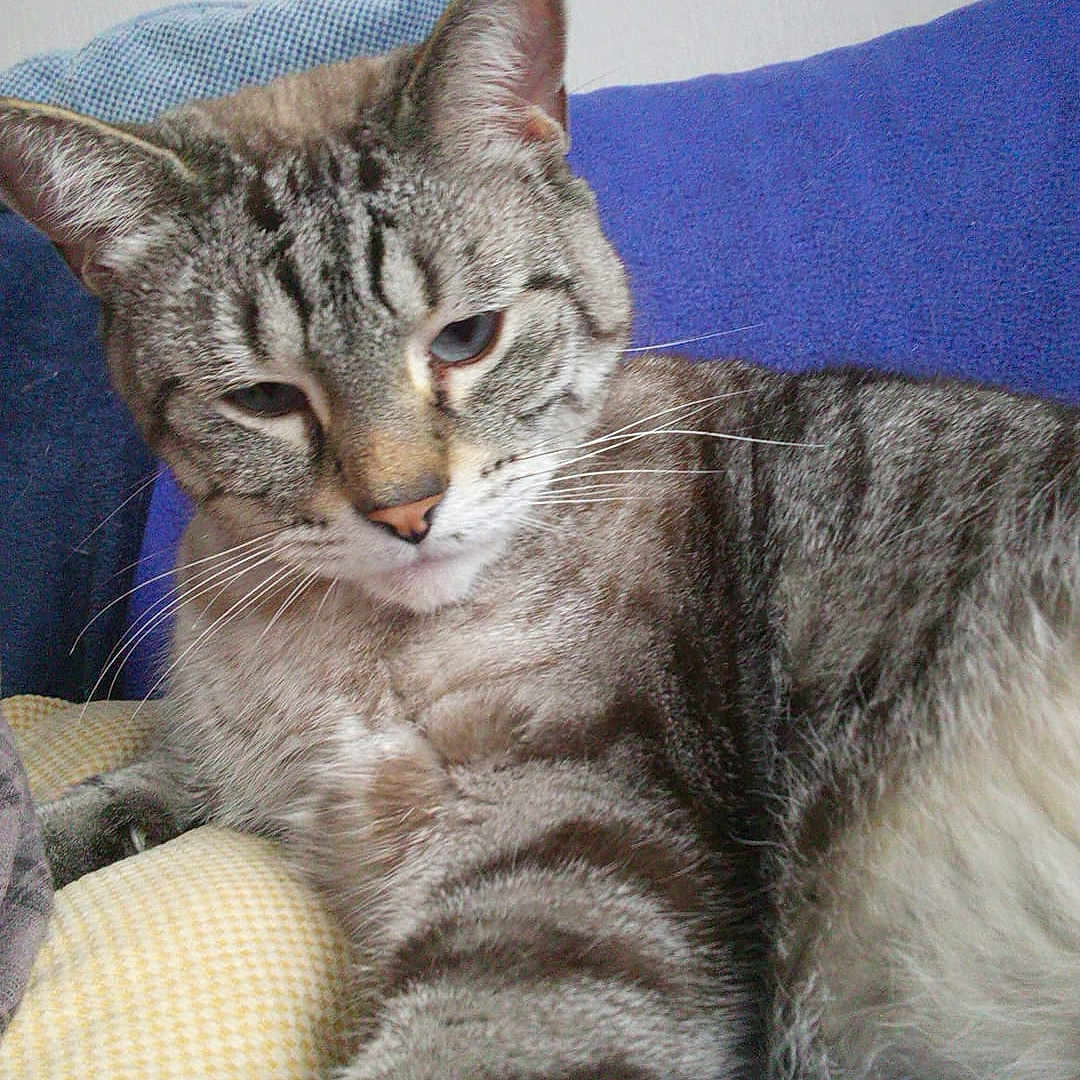 Iris