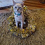 Portabella Aka Bella is registered to the contest to win money with this photo: animal, blue_collar, boots, carpet, cat, closeup, curious, decor, domestic_cat, flooring, furniture, gold_tinsel, home_interior, indoor, kitten, pet_accessory, pet_bed, small_animal, tinsel, wooden_floor