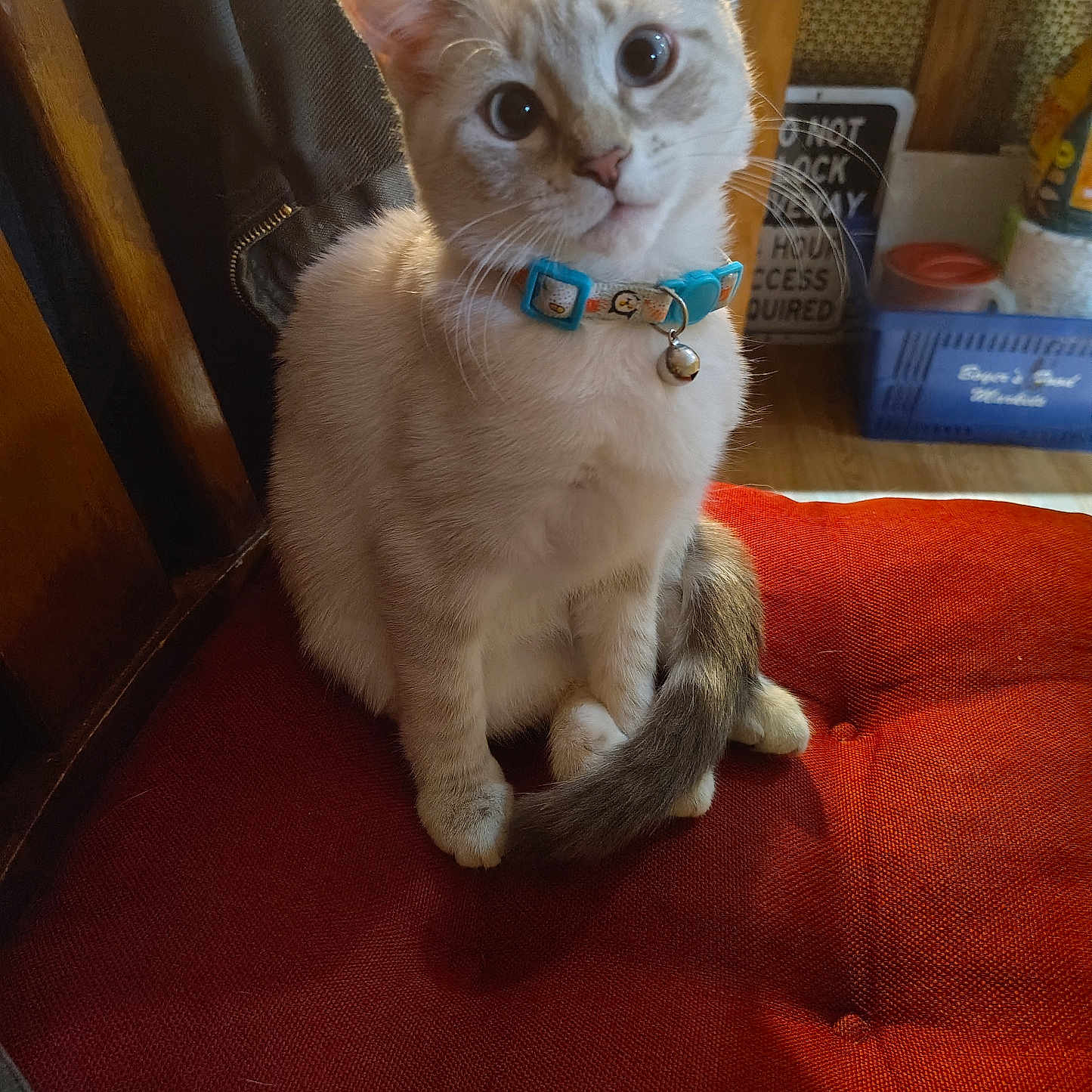 Portabella Aka Bella