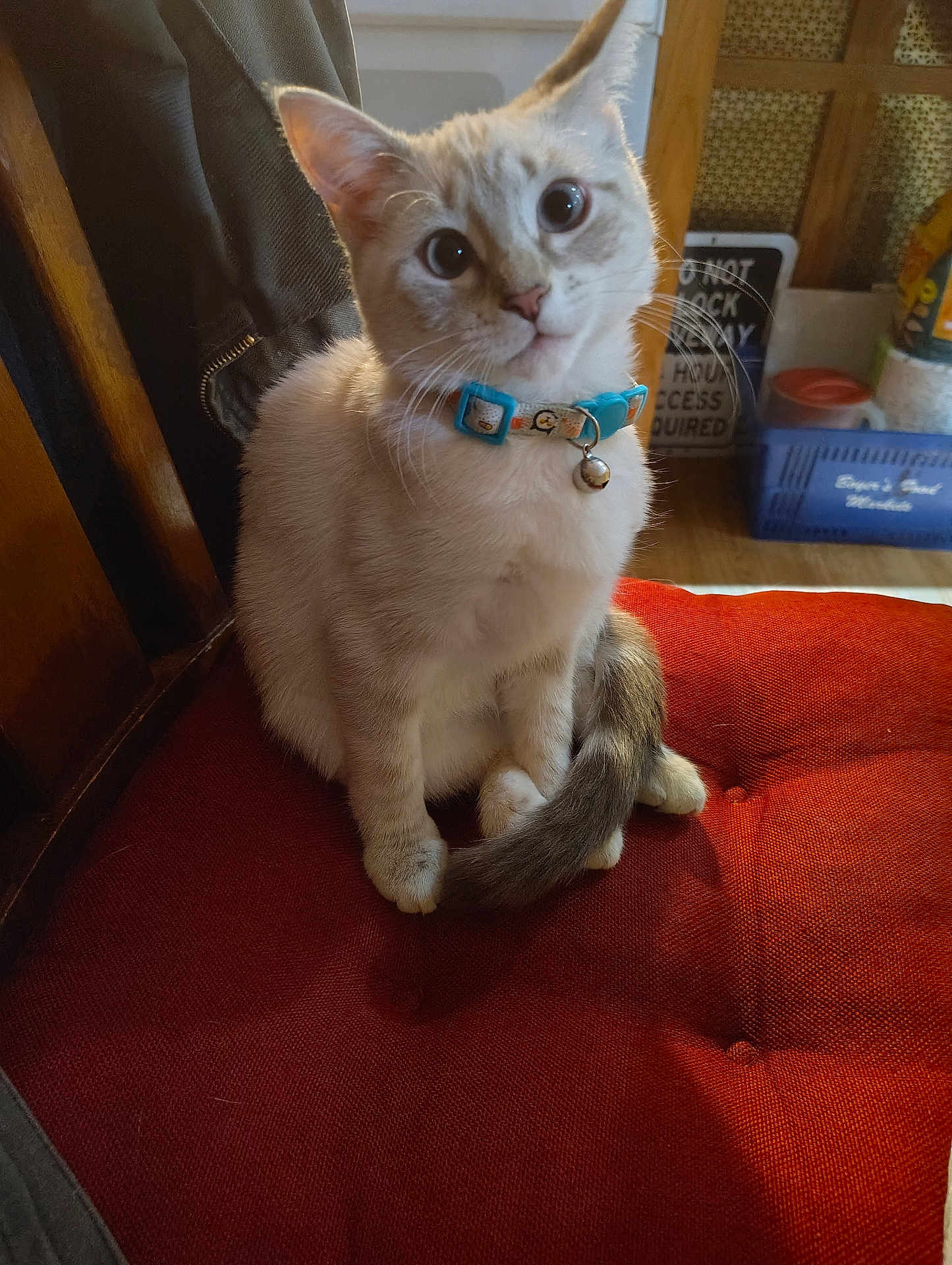 Portabella Aka Bella