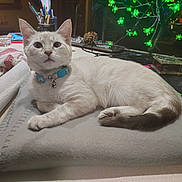 Portabella Aka Bella is registered to the contest to win money with this photo: animal, bell, blanket, cat, closeup, collar, cozy, curious, decor, domestic, feline, furniture, green_lights, household_items, indoor, paper_towel, pen_holder, pet, resting, table