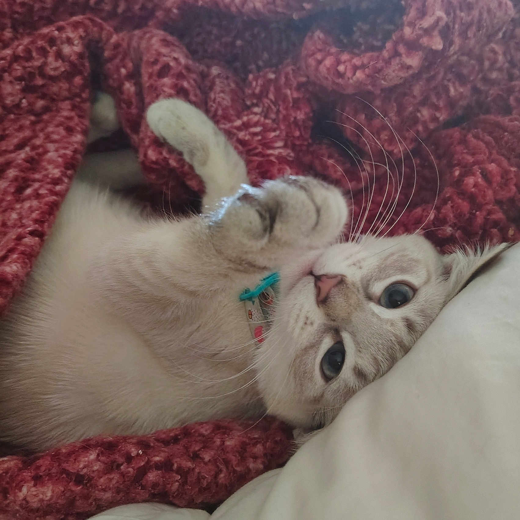 Bella Portabella is registered to the contest to win money with this photo: cat, pet, feline, cream_colored, blue_eyes, whiskers, collar, indoor, blanket, cozy, relaxed, lying_down, upside_down, wide_eyed, close_up, portrait, bed, bedding, soft, adorable