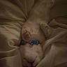 Bella Portabella is registered to the contest to win money with this photo: cat, sleeping, pet, animal, indoors, bed, blanket, bedding, cozy, relaxed, upside_down, collar, colorful, fluffy, closeup, portrait, dim_lighting, snuggling, resting, cute