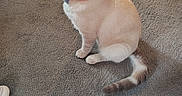 Bella Portabella joined the competition — help win amazing prizes! cat, cream_cat, pet, feline, sitting, collar, bow, whiskers, blue_eyes, wide_eyes, indoor, carpet, floor, slipper, rug, portrait, cute, fluffy, tail, home