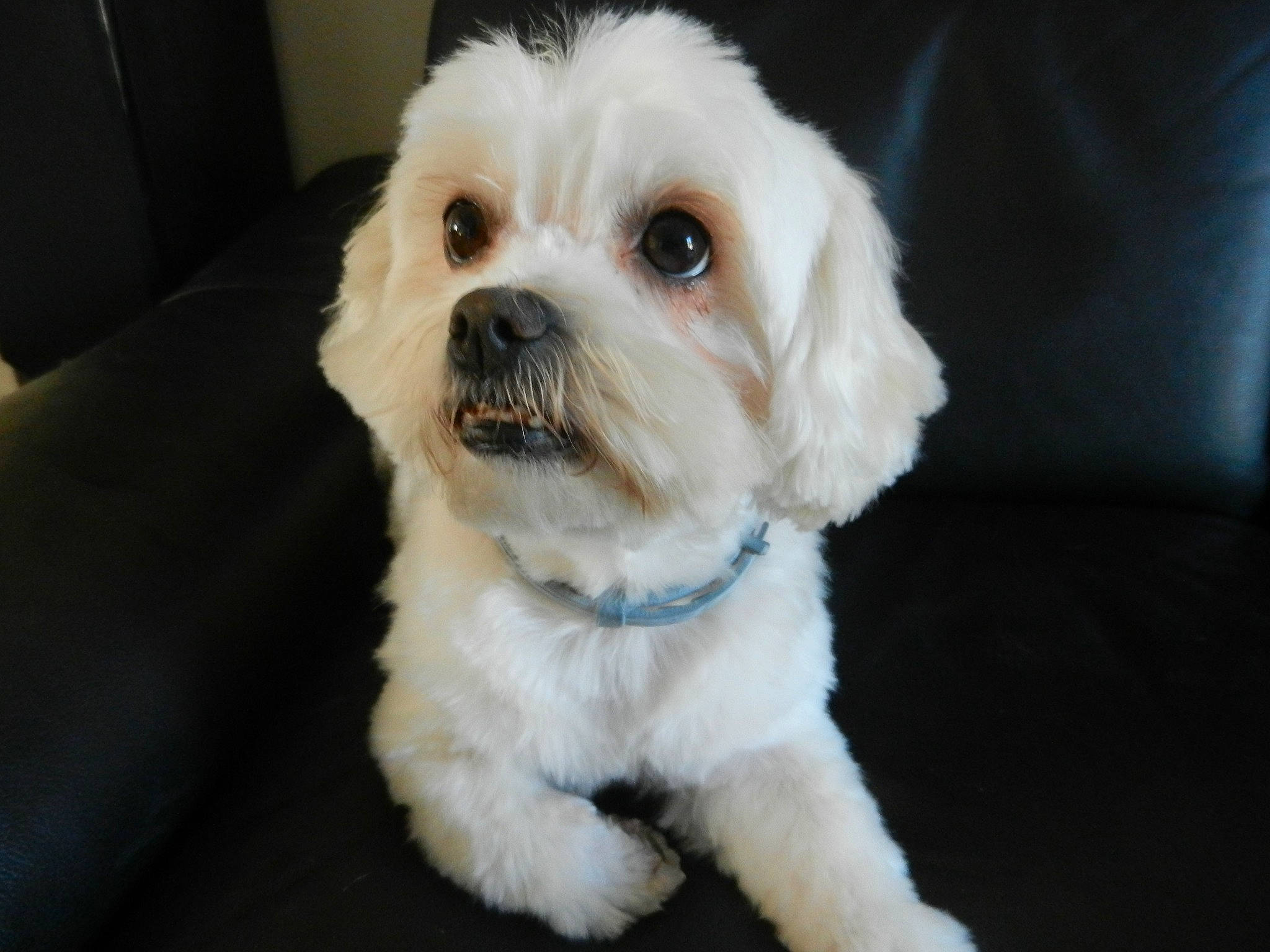 Mousse participe au concours pour gagner de l'argent avec cette photo : canidae, carnivore, cockapoo, collar, companion_dog, dog, dog_breed, dog_collar, eye, fawn, fur, puppy_love, shih_poo, small_terrier, snout, sporting_group, terrier, toy_dog, whiskers, working_animal