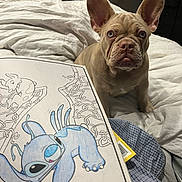 Ice joined the competition — help win amazing prizes! dog, french_bulldog, bed, blanket, coloring_book, indoor, ears, animal, pet, curious, white, blue, cartoon, stitch, paper, book, fur, nose, eyes, sitting
