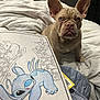 dog, french_bulldog, bed, blanket, coloring_book, indoor, ears, animal, pet, curious, white, blue, cartoon, stitch, paper, book, fur, nose, eyes, sitting