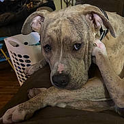 Brody joined the competition — help win amazing prizes! animal, brindle, brown, closeup, collar, couch, dog, domestic_animal, ears, fur, household, indoor, laundry_basket, looking_at_camera, mammal, nose, paw, pet, relaxed, resting