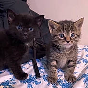 Joey joined the competition — help win amazing prizes! kitten, cat, black_cat, tabby_cat, pet, animal, cute, feline, indoor, bed, blanket, blue_pattern, fur, whiskers, young, small, curious, sitting, domestic_animal, companion