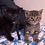 kitten, cat, black_cat, tabby_cat, pet, animal, cute, feline, indoor, bed, blanket, blue_pattern, fur, whiskers, young, small, curious, sitting, domestic_animal, companion