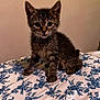 Joey joined the competition — help win amazing prizes! kitten, cat, tabby, animal, pet, feline, indoor, bed, sheet, floral_pattern, whiskers, ears, fur, small, cute, curious, sitting, young, mammal, domestic