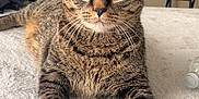 Joey is registered to the contest to win money with this photo: cat, tabby, pet, animal, feline, indoor, bed, fur, whiskers, green_eyes, relaxed, laying, home, living_room, soft_texture, close_up, focused, cute, domestic_cat, mammal