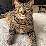 cat, tabby, pet, animal, feline, indoor, bed, fur, whiskers, green_eyes, relaxed, laying, home, living_room, soft_texture, close_up, focused, cute, domestic_cat, mammal