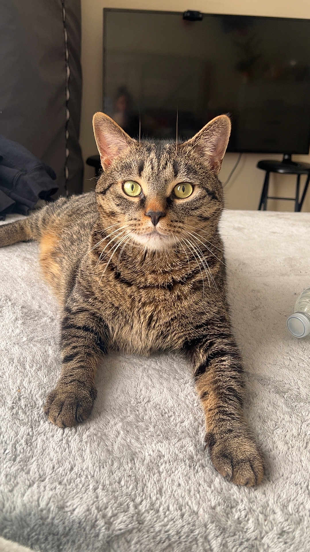 Joey is registered to the contest to win money with this photo: cat, tabby, pet, animal, feline, indoor, bed, fur, whiskers, green_eyes, relaxed, laying, home, living_room, soft_texture, close_up, focused, cute, domestic_cat, mammal