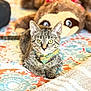 Joey joined the competition — help win amazing prizes! kitten, tabby, cat, bandana, pet, animal, bedspread, patterned, plush_toy, indoor, cute, relaxed, feline, yellow_eyes, soft_light, closeup, cozy, resting, domestic_cat, young_cat