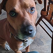 Scooby is registered to the contest to win money with this photo: dog, brown_dog, pet, animal, indoor, floor, tile_floor, wooden_chair, furniture, collar, close_up, mammal, canine, looking_up, domestic_animal, person_knee, jeans, seated, companion, curious