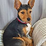 animal, black_and_tan, blanket, calm, cozy, cushion, dog, ears, fur, furniture, indoor, looking_away, pet, portrait, red_collar, resting, side_view, sitting, small_dog, striped_pillow