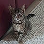 Abby participe au concours pour gagner de l'argent avec cette photo : kitten, cat, tabby, pet, indoor, curious, furniture, couch, carpet, white_rug, young_cat, cute, small, animal, whiskers, fur, paw, tail, looking, domestic_cat