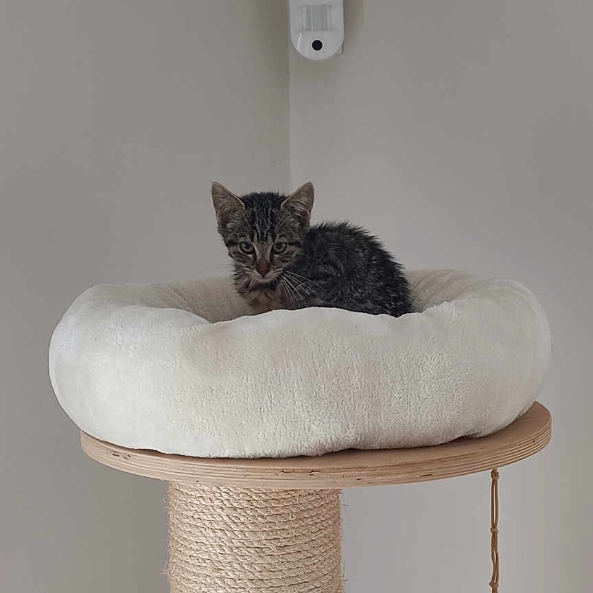 Abby a rejoint le concours — aidez-le/la à gagner de superbes lots ! animal, beige_wall, cat, cat_bed, cozy, curious, cute, feline, indoor, kitten, minimalist, pet, plush, resting, rope, scratching_post, small, toy_bell, wood, young_cat
