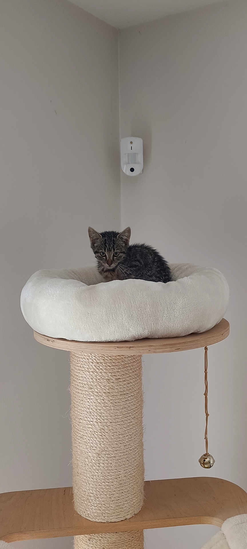 Abby a rejoint le concours — aidez-le/la à gagner de superbes lots ! kitten, cat, cat_bed, scratching_post, indoor, pet, feline, plush, wood, rope, toy_bell, minimalist, beige_wall, curious, small, young_cat, animal, cozy, resting, cute