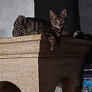 Abby participe au concours pour gagner de l'argent avec cette photo : cat, tabby, animal, pet, indoor, ledge, stone, texture, curious, feline, resting, wide_eyes, dim_light, shadow, household, container, dark_background, whiskers, ears, mammal