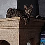 cat, tabby, animal, pet, indoor, ledge, stone, texture, curious, feline, resting, wide_eyes, dim_light, shadow, household, container, dark_background, whiskers, ears, mammal