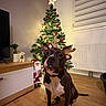Sayan a rejoint le concours — aidez-le/la à gagner de superbes lots ! dog, reindeer_ears, christmas_tree, ornaments, santa_figurine, plant, wooden_floor, radiator, window_blinds, cabinet, holiday_decorations, indoor, pet, festive, lights, brown_dog, white_markings, sitting, home, cozy