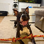 Sayan a rejoint le concours — aidez-le/la à gagner de superbes lots ! dog, black_dog, white_paws, rope_toy, carpet, living_room, fish_tank, couch, cabinet, flower_vase, happy, playful, pet, indoor, ears_up, smiling, tongue_out, collar, furniture, home