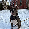 Sayan participe au concours pour gagner de l'argent avec cette photo : dog, snow, winter, jacket, leash, outdoor, building, brick_wall, tree, pet, animal, canine, cold, nature, park, fur, ears, sitting, leash_rope, daylight