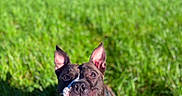 Sayan participe au concours pour gagner de l'argent avec cette photo : dog, canine, pet, outdoor, grass, sunlight, happy, ears, tongue, collar, black, white, animal, nature, portrait, daylight, closeup, muzzle, friendly, smiling
