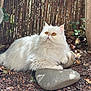 cat, persian_cat, white_cat, fluffy_fur, pet, outdoor, garden, rocks, stones, bamboo_fence, sunlight, nature, leaf, tree_trunk, animal, relaxing, sitting, closeup, yellow_eyes, domestic_cat