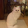 cat, white_cat, persian_cat, fluffy, indoor, rug, wooden_table, buddha_statue, candle, decor, home_interior, furniture, floor, pet, animal, sitting, calm, cozy, light, room