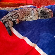Auggie is registered to the contest to win money with this photo: cat, tabby, sleeping, blanket, red, blue, white, indoor, wooden_table, bottle, coke, carpet, furniture, cozy, pet, resting, household, relaxation, domestic, fur