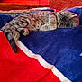 cat, tabby, sleeping, blanket, red, blue, white, indoor, wooden_table, bottle, coke, carpet, furniture, cozy, pet, resting, household, relaxation, domestic, fur