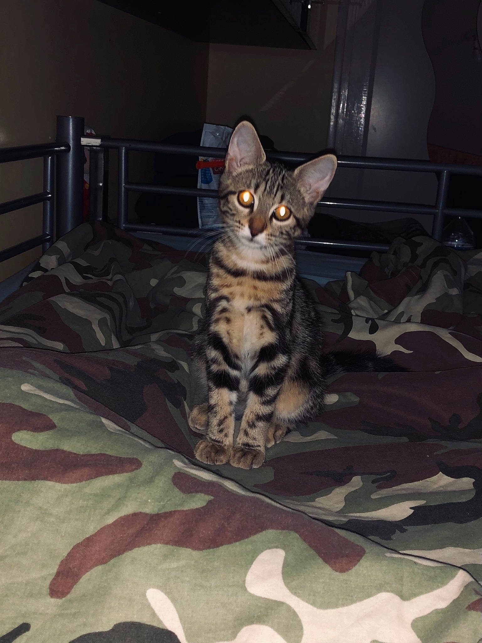 Phuket participe au concours pour gagner de l'argent avec cette photo : bed, bedding, carnivore, cat, comfort, darkness, domestic_short_haired_cat, felidae, floor, flooring, fur, grey, linens, pattern, room, sitting, small_to_medium_sized_cats, snout, tail, whiskers