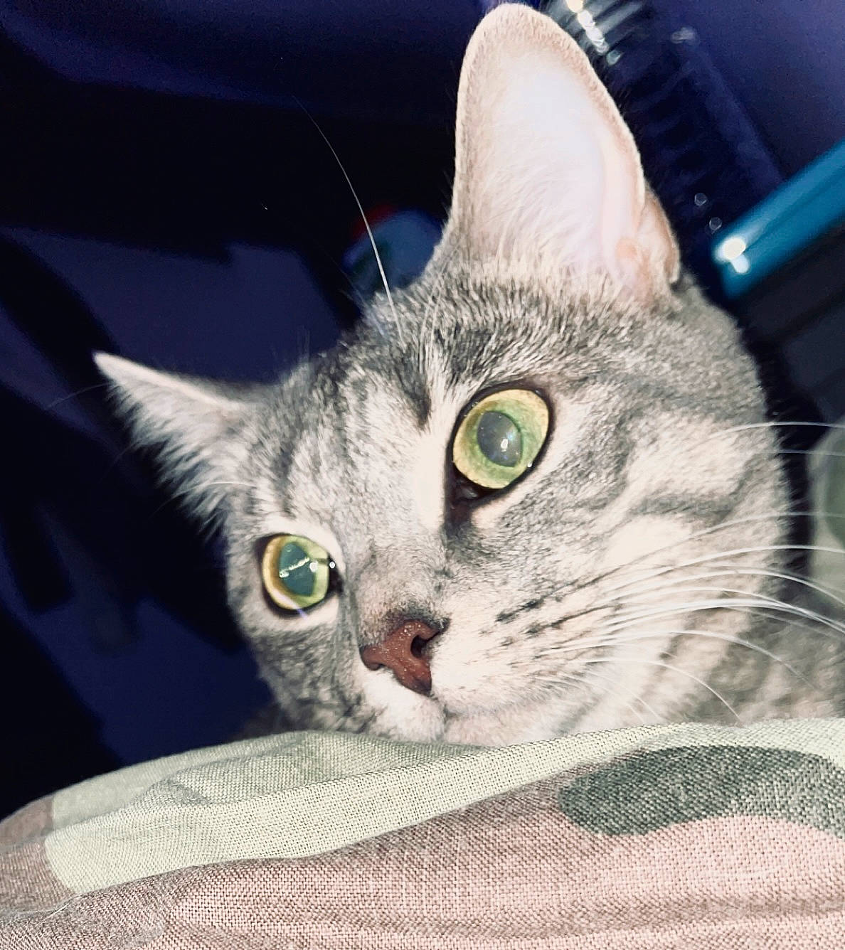 Pokhara a rejoint le concours — aidez-le/la à gagner de superbes lots ! carnivore, cat, claw, comfort, domestic_short_haired_cat, ear, eye, felidae, fur, head, iris, metal, paw, photo_caption, rectangle, small_to_medium_sized_cats, snout, square, whiskers