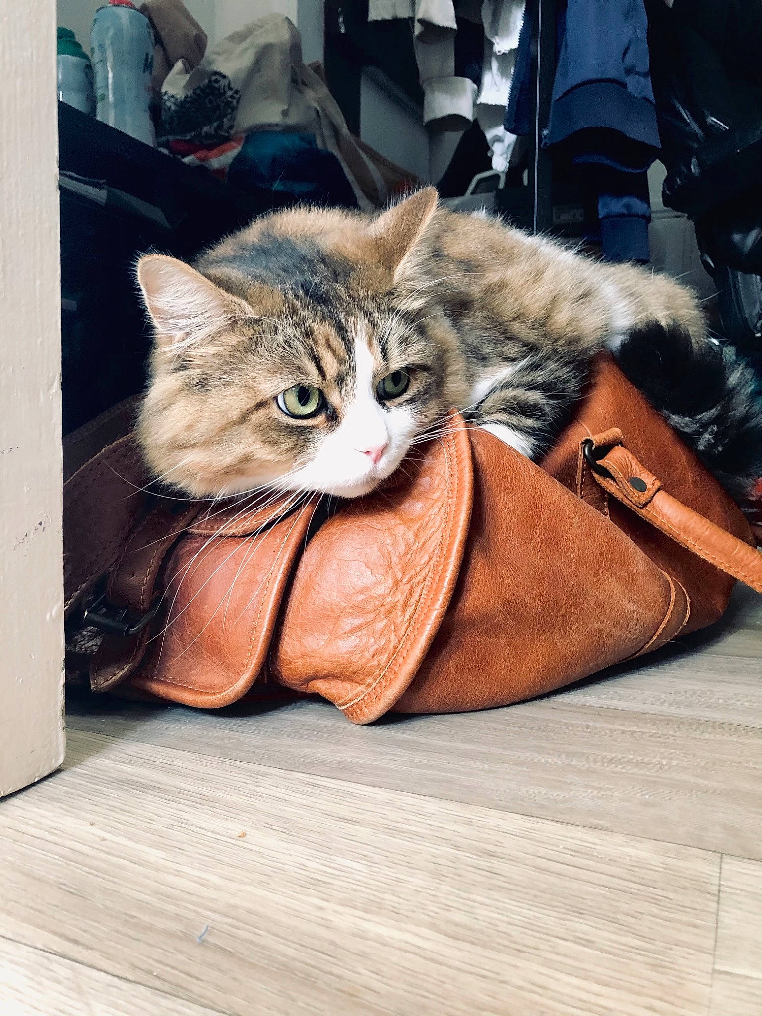 Ottawa participe au concours pour gagner de l'argent avec cette photo : bag, bench, carnivore, cat, claw, comfort, domestic_short_haired_cat, fawn, felidae, flooring, fur, human_leg, luggage_and_bags, paw, small_to_medium_sized_cats, snout, tail, whiskers, window, wood