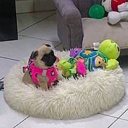 Maya a rejoint le concours — aidez-le/la à gagner de superbes lots ! puppy, dog, pug, small_dog, pet, animal, pink_harness, stuffed_toys, plush_bed, fluffy_bed, indoor, tile_floor, living_room, colorful, cute, sitting, portrait, toy_collection, cozy, playful