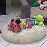 puppy, dog, pug, small_dog, pet, animal, pink_harness, stuffed_toys, plush_bed, fluffy_bed, indoor, tile_floor, living_room, colorful, cute, sitting, portrait, toy_collection, cozy, playful