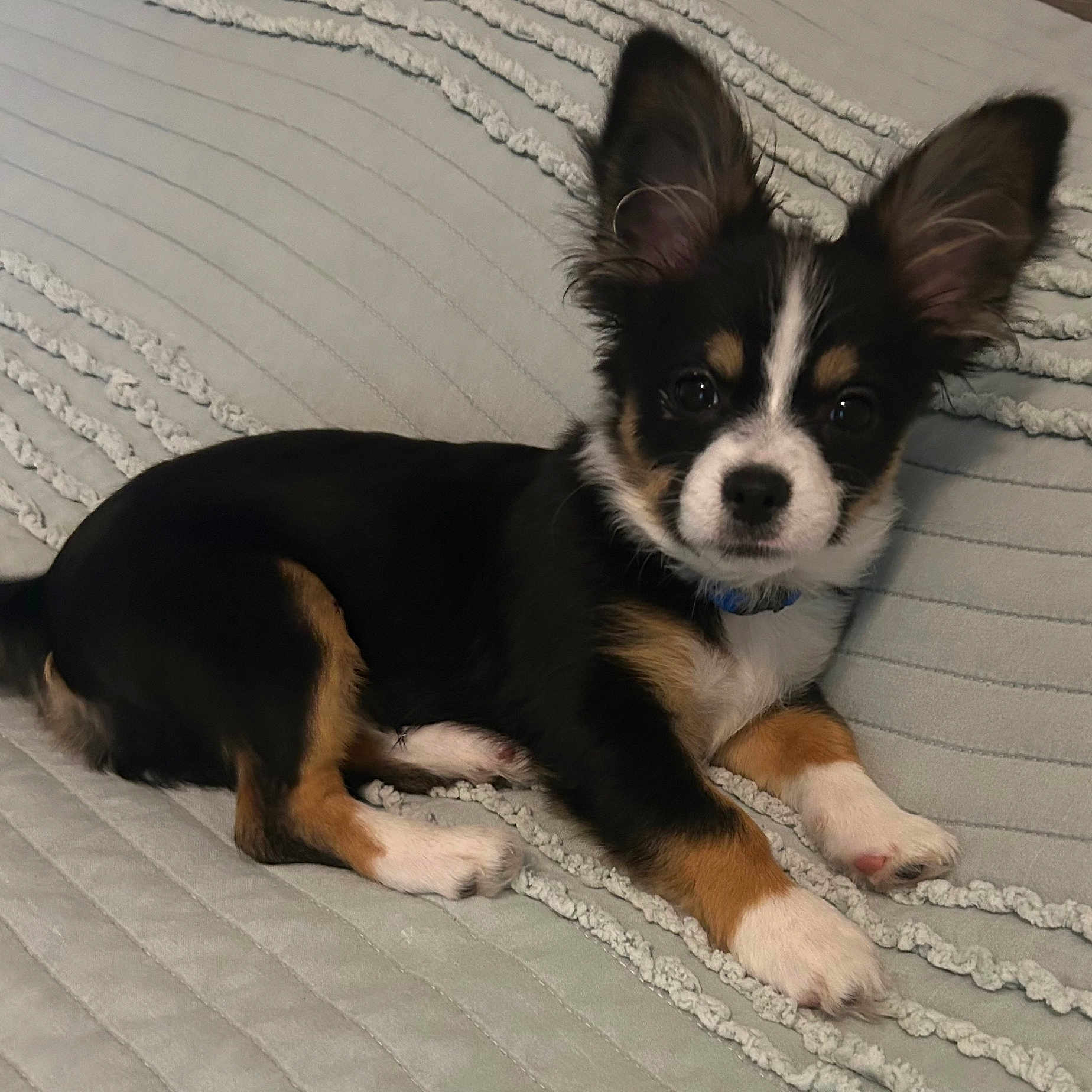 Gizmo joined the competition — help win amazing prizes! animal, bed, bedroom, canine, chihuahua, cockerspaniel, dog, dogbed, furniture, hound, indoors, papillon, pet, puppy, quilt, room