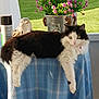 Eleanor is registered to the contest to win money with this photo: cat, fluffy, black_and_white, tablecloth, blue, indoor, flower_pot, pink_flowers, green_grass, sunlight, relaxed, pet, animal, domestic_cat, feline, window, decor, houseplant, resting, cozy