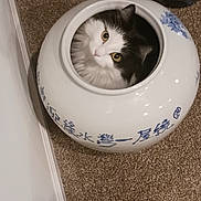 Eleanor is registered to the contest to win money with this photo: cat, animal, pet, fur, white, black, face, eyes, pot, ceramic, blue, calligraphy, decorative, floor, carpet, indoor, curious, cute, small, container