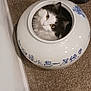 cat, animal, pet, fur, white, black, face, eyes, pot, ceramic, blue, calligraphy, decorative, floor, carpet, indoor, curious, cute, small, container